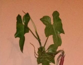 Identificação da planta Unha-de-gato por foto